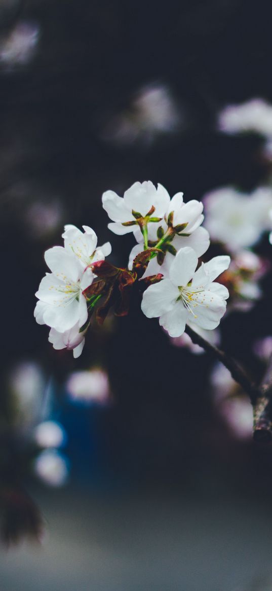 flowers, spring, bloom, blur, branches