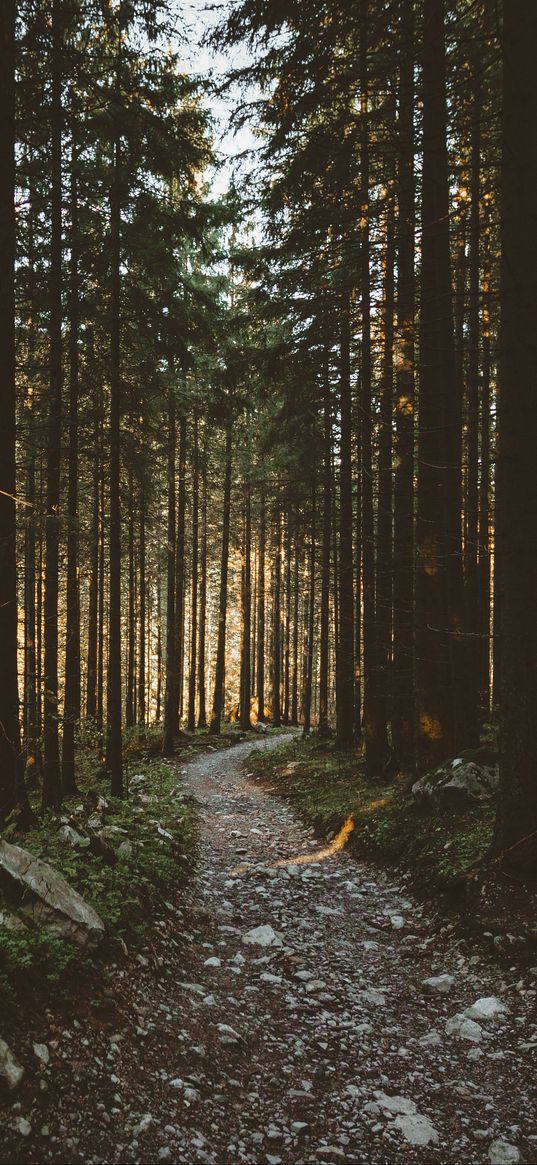 forest, pathway, trees, sunlight