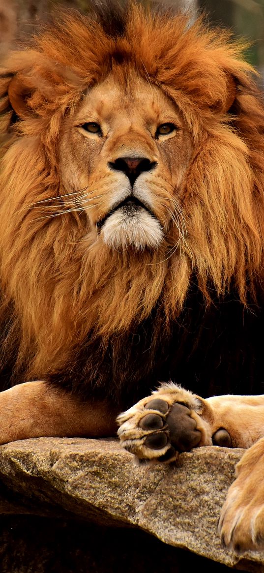 lions, predators, muzzle, mane, king of beasts