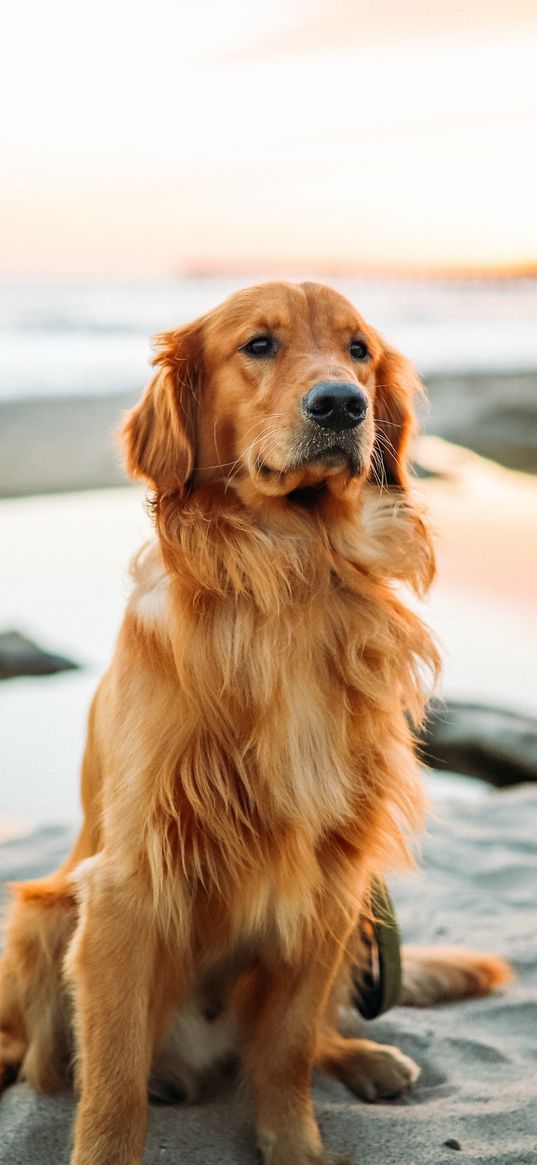 golden retriever, dog, sitting, sand