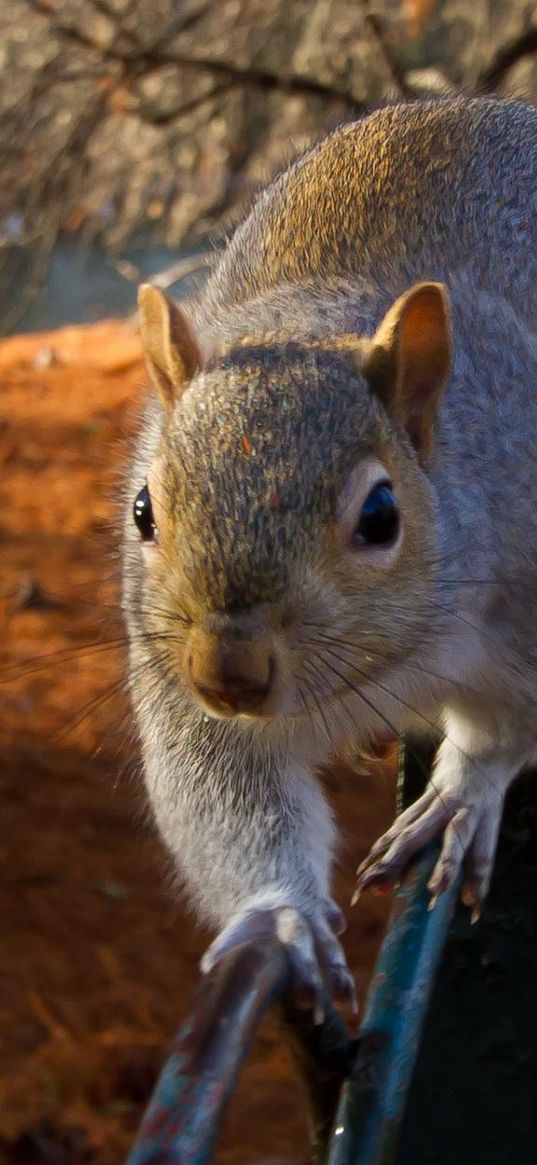 squirrel, fence, sit