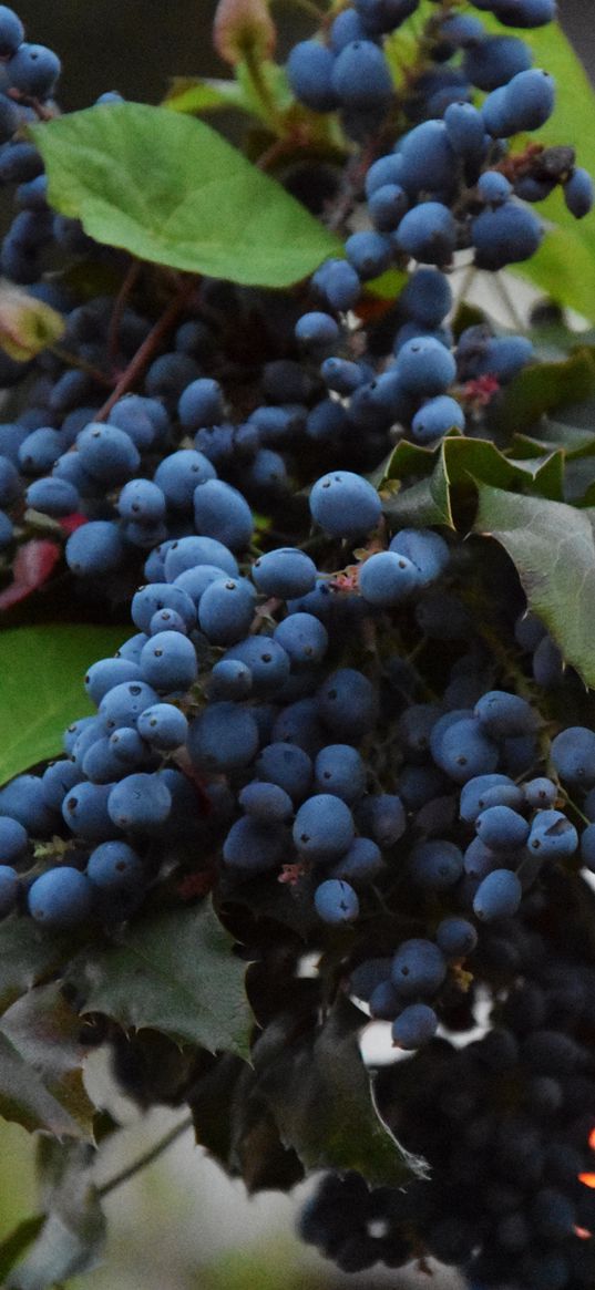 grapes, berries, vine, branch, leaves