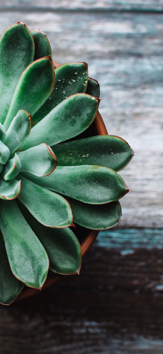 echeveria, succulent, pot