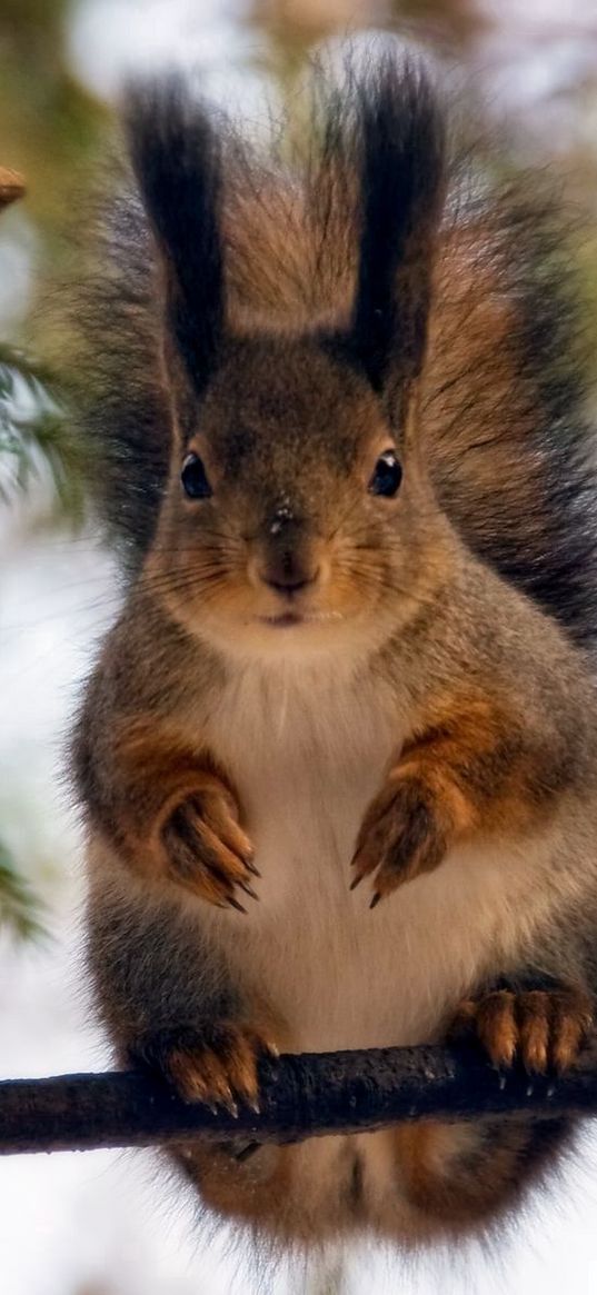 sit, branch, forest, squirrel