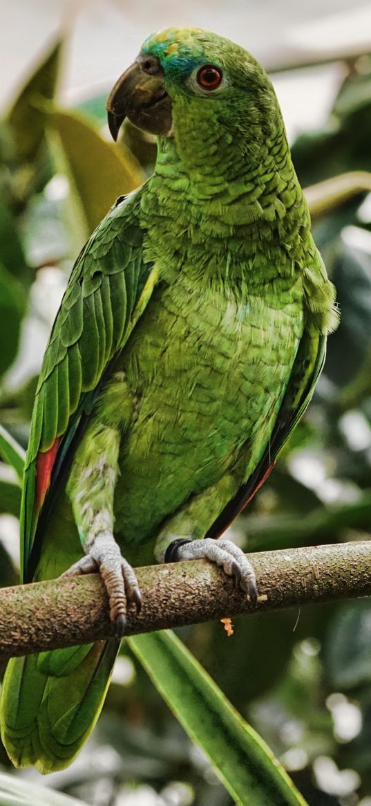 parrot, green, bird, branch, tropical, exotic