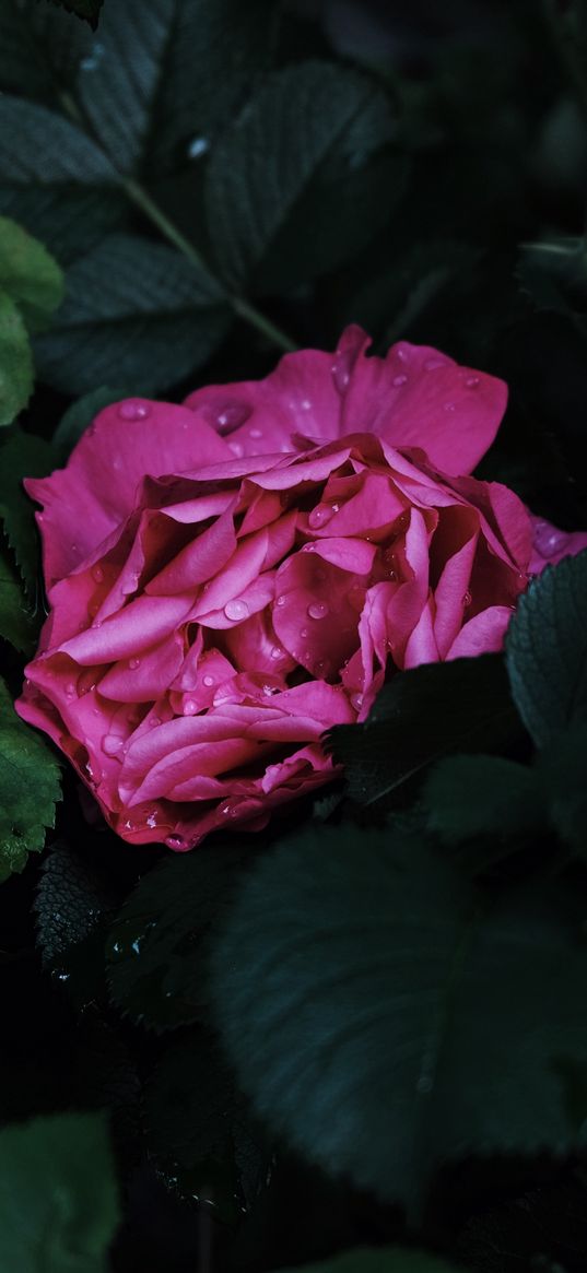 flower, pink, drops, bush, flora