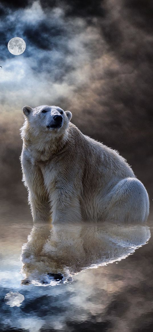 polar bear, ocean, reflection, mammal