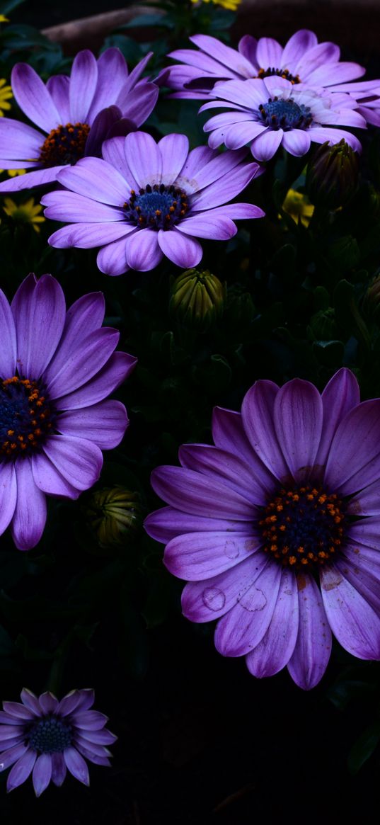 osteospermum, flowerbed, blooming