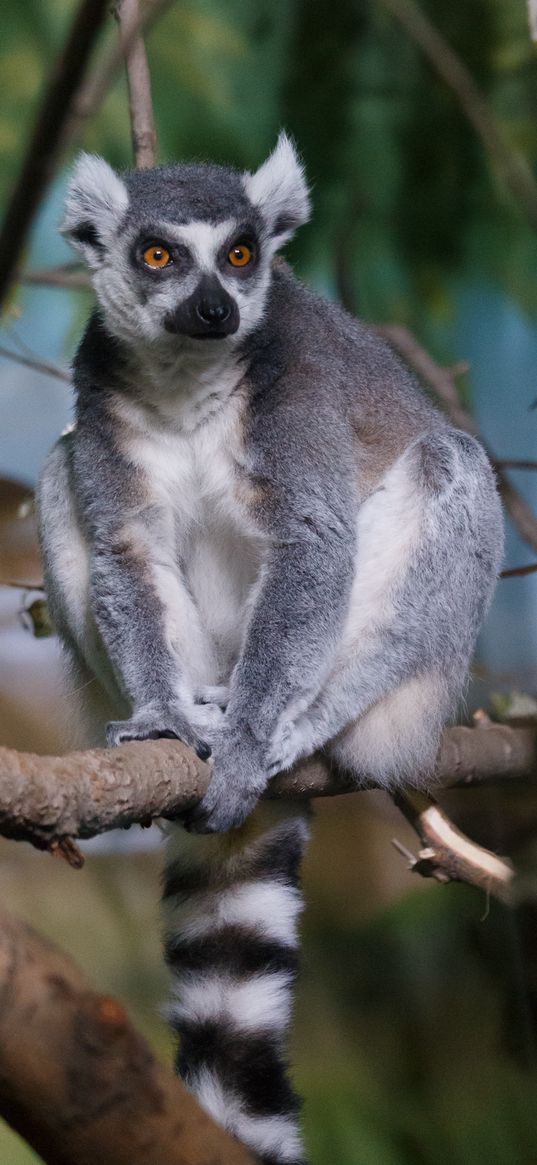 lemur, sits, branches, look