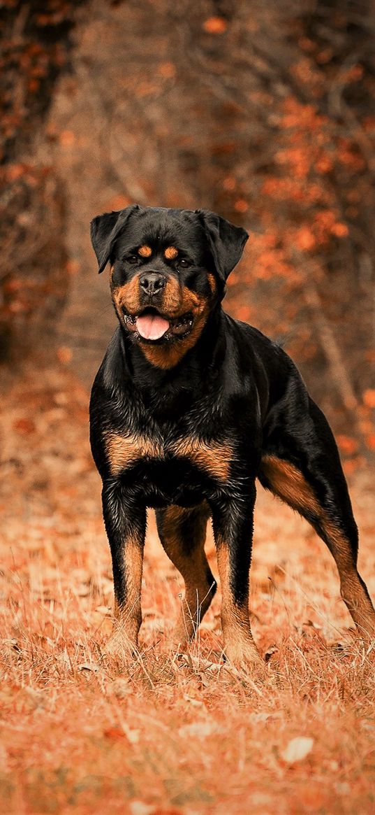 rottweiler, dog, autumn, walk