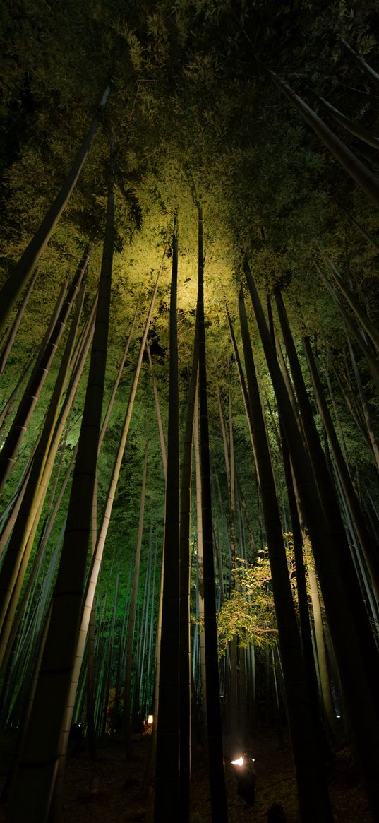 bamboo, trees, bottom view, forest