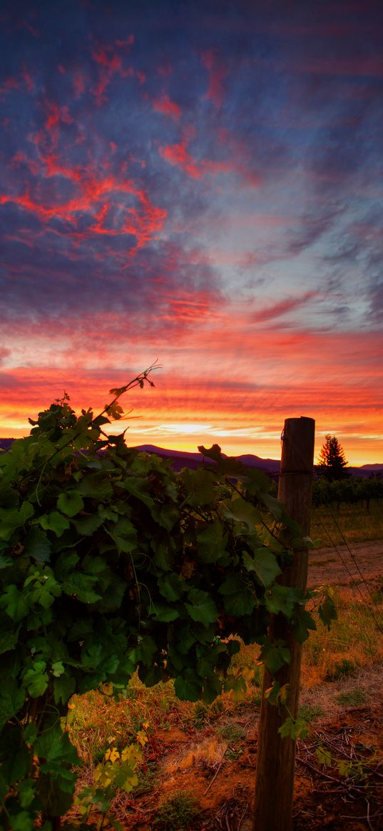 vineyard, sunset, grass