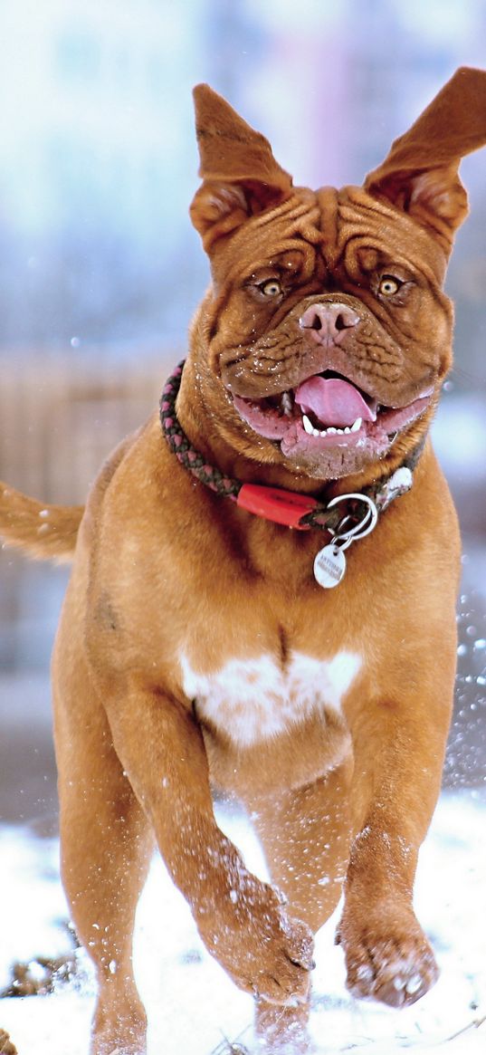 french mastiff, dog, snow, run, jump