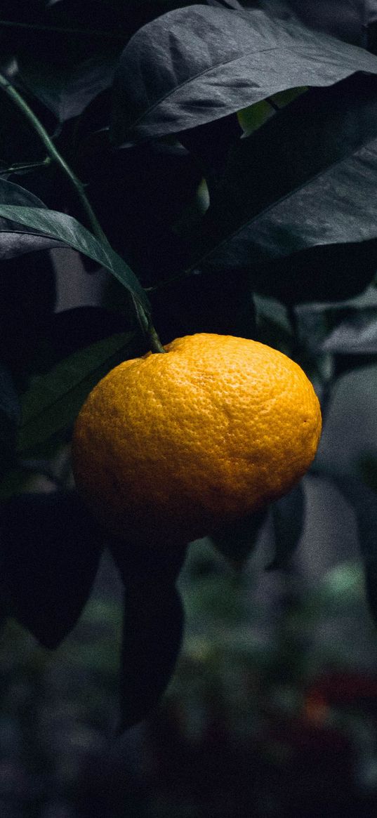 mandarin, citrus, branch, fruit