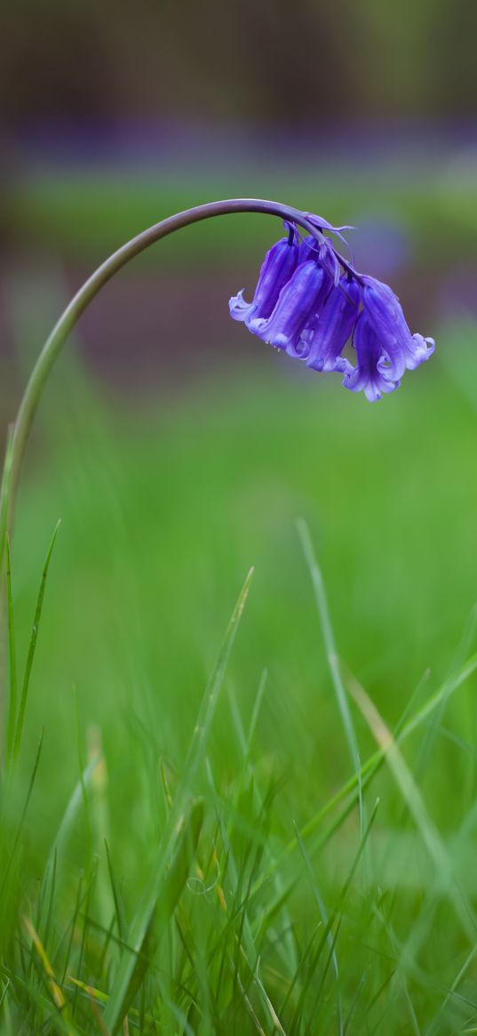 bluebells, flowers, field, blur, grass