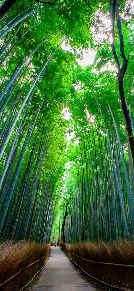 bamboo, forest, trees, bottom view