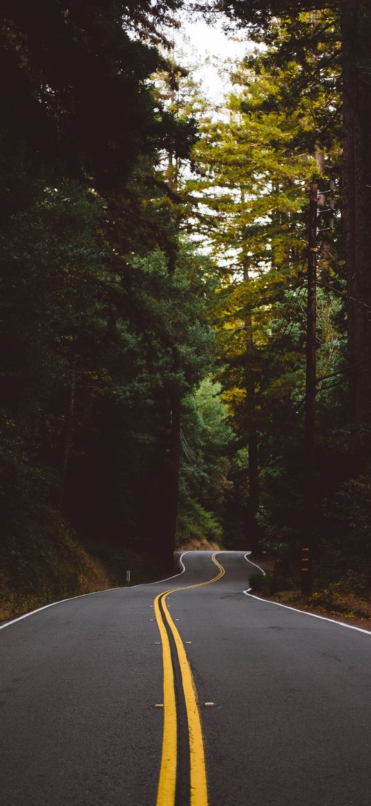 road, marking, trees, forest, turn