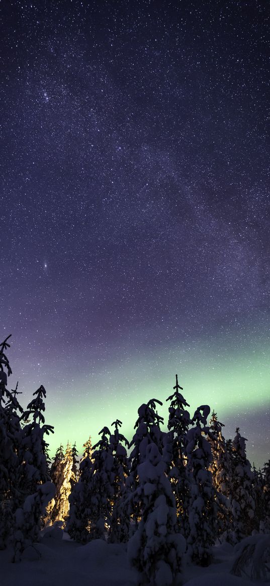 northern lights, milky way, starry sky, aurora, trees, winter