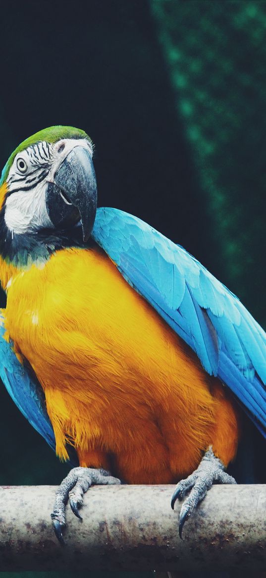 parrot, macaw, bird, sits