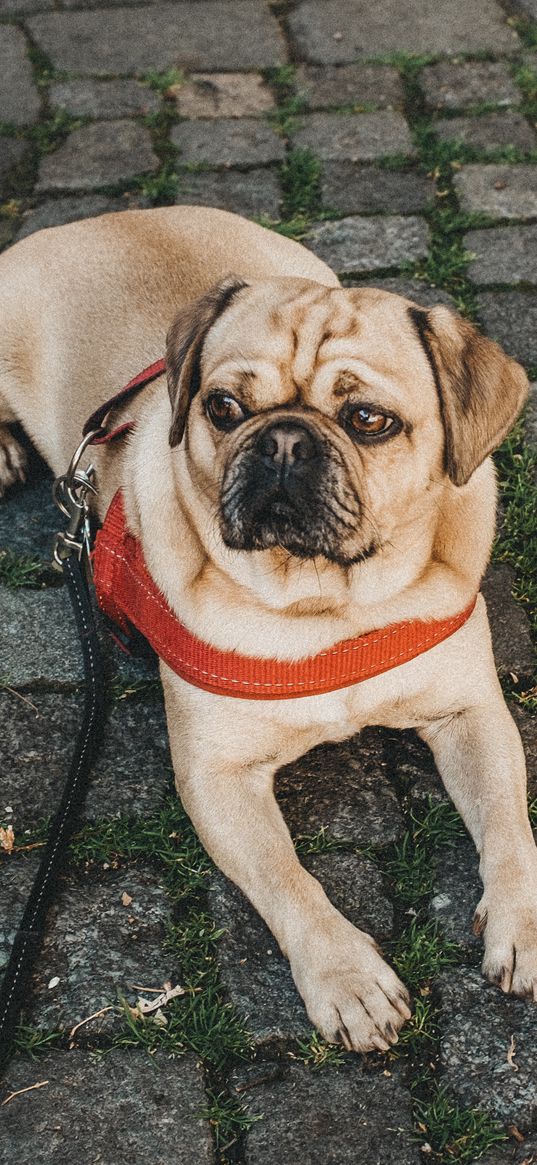 pug, dog, lying, walk, leash, collar