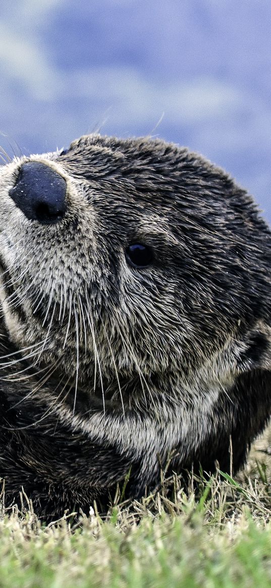 otter, muzzle, lies, grass, blur