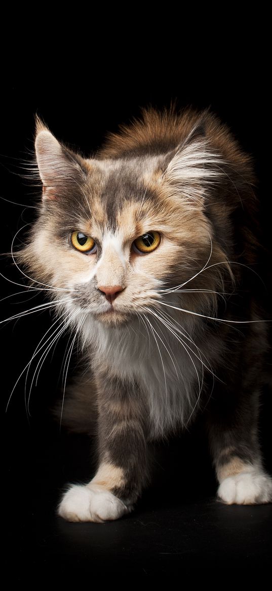 cat, angry, maine coon, important