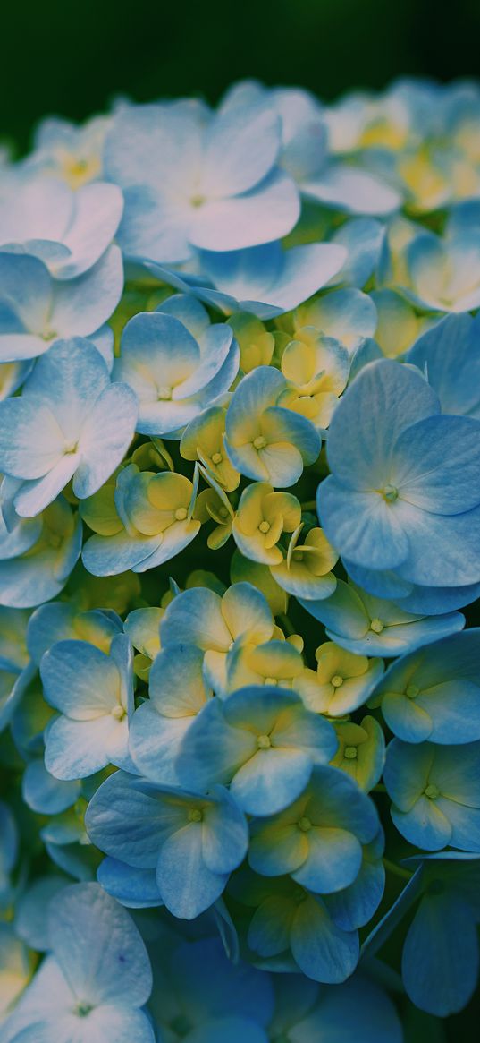 hydrangea, close-up, petals, light, blur