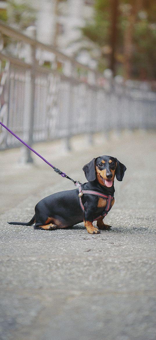 dachshund, dog, leash, walk, blur