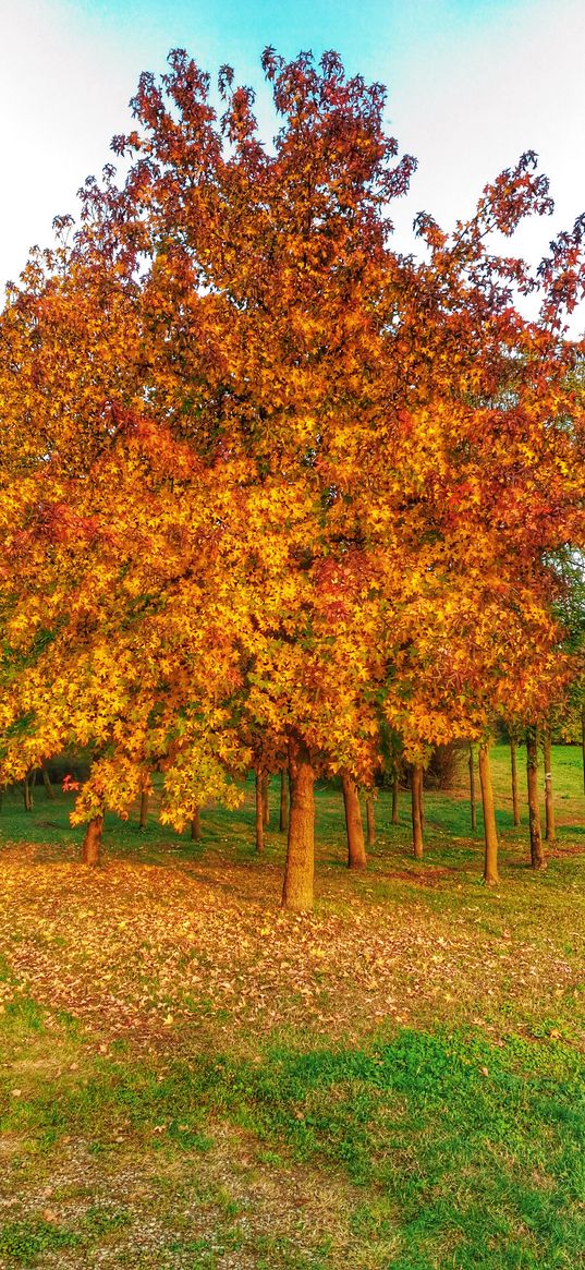 tree, autumn, golden, foliage, grass, park