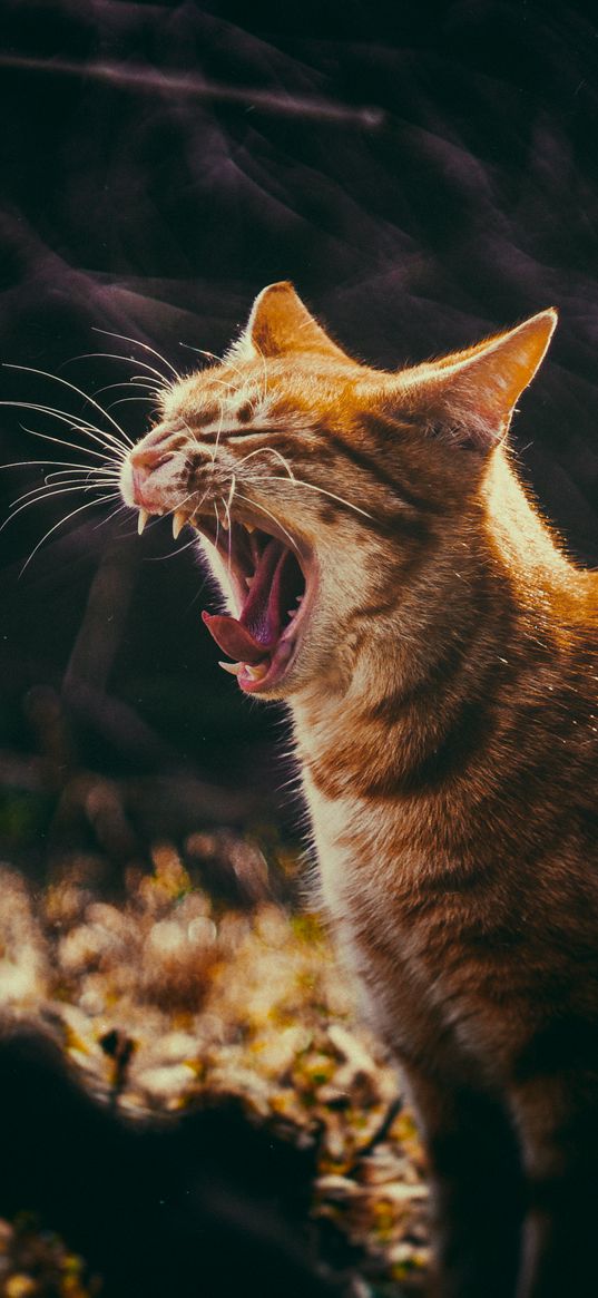 cat, grin, yawn, fangs