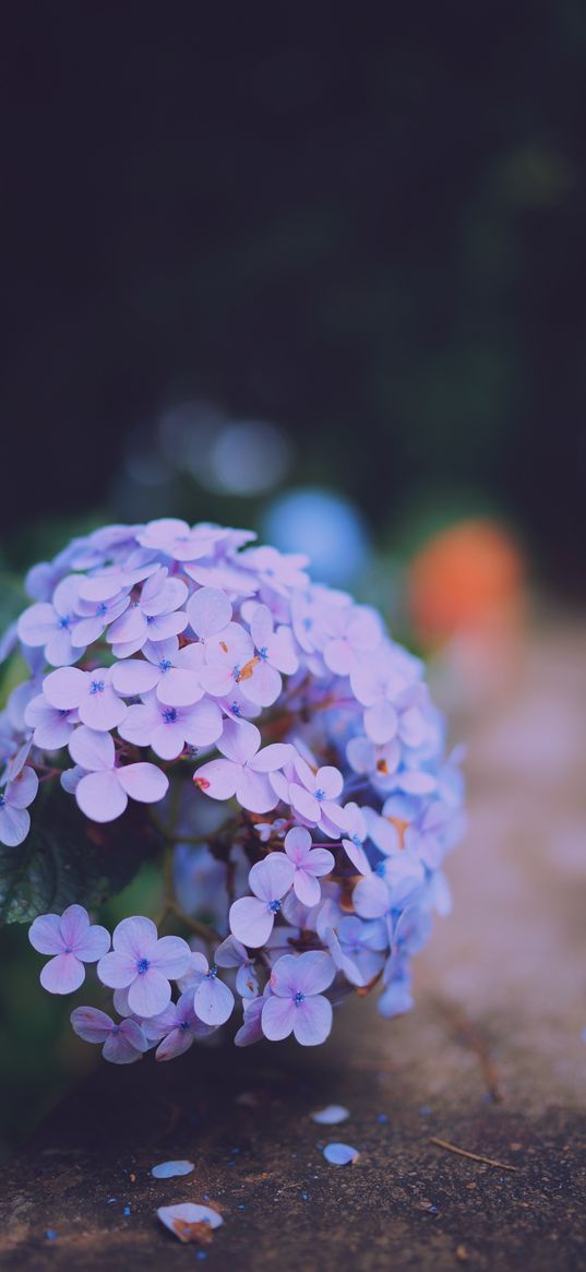 hydrangea serrata, flowers, lilac, close-up