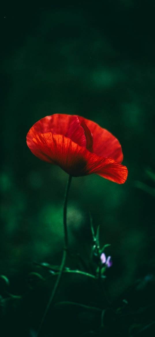 poppy, close-up, grass, blur