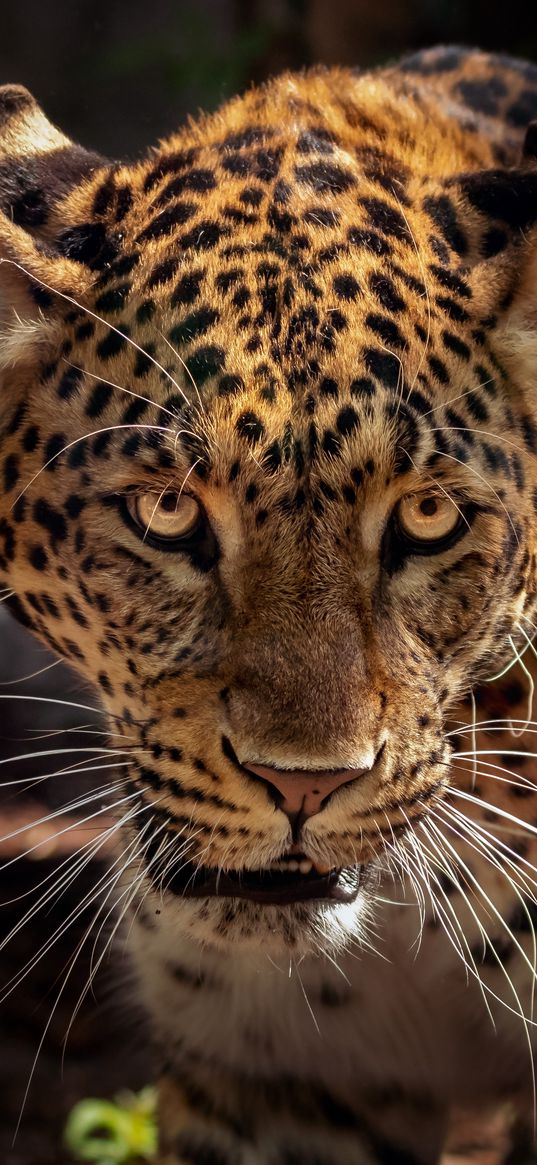 jaguar, predator, muzzle, big cat, wildlife