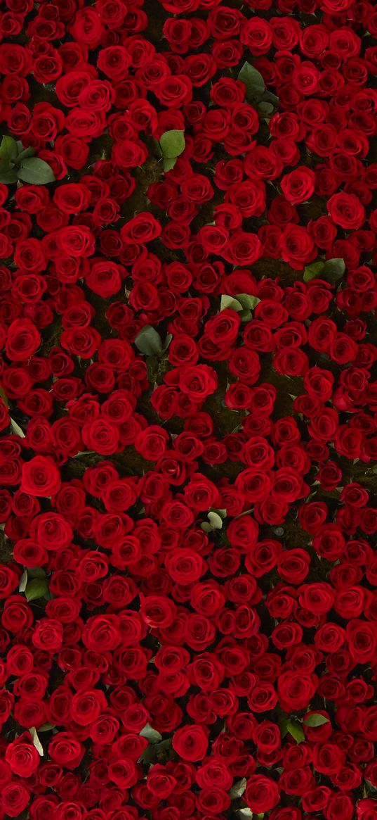 roses, red, many, bouquet