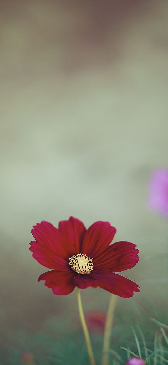 cosmos, flower, close-up, field