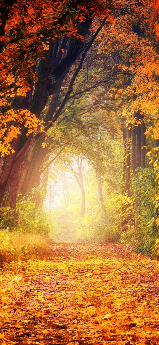 autumn, park, foliage, trees, path, light, golden