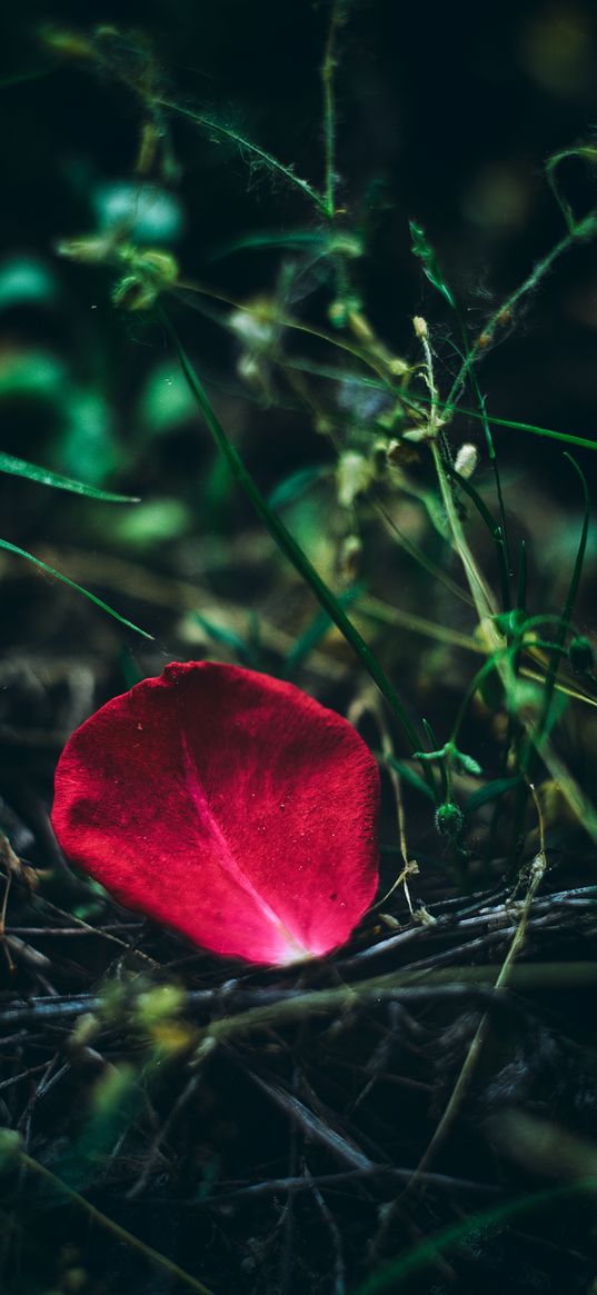 petal, rose, red, grass, close-up