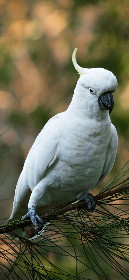 parrot, cockatoo, white, bird