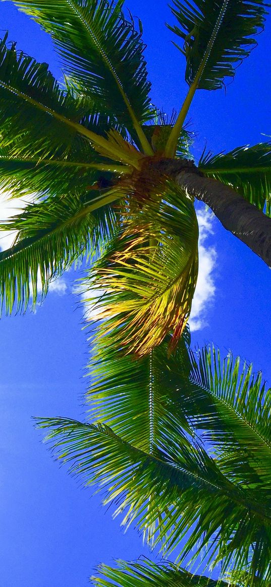 palms, tropics, hawaii, aloha, sky