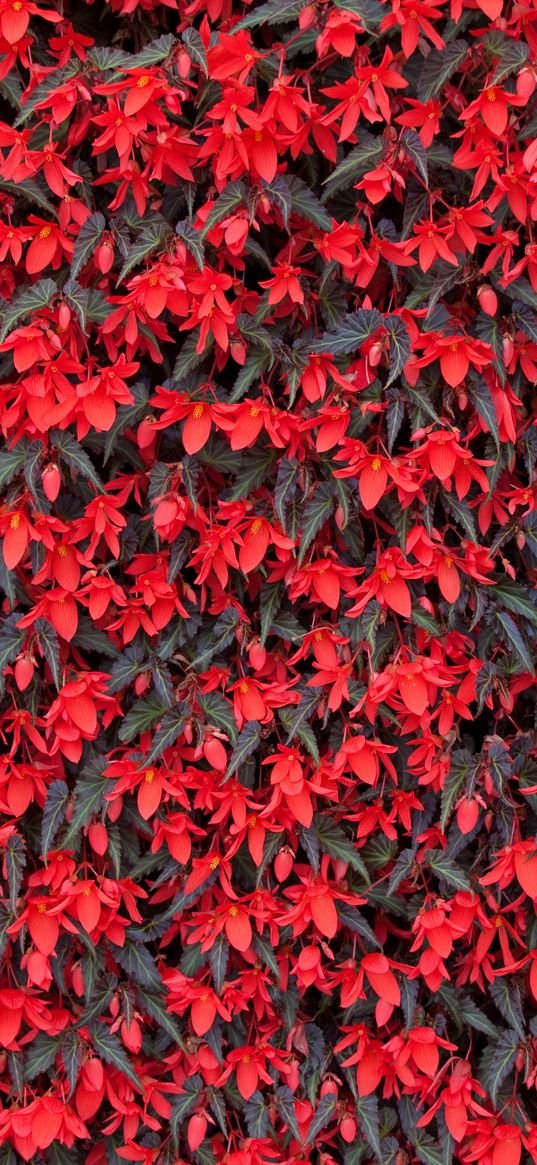 begonia, flowers, red, flowering