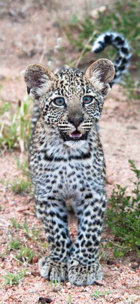 leopard, cub, predator, cute, africa, wildlife