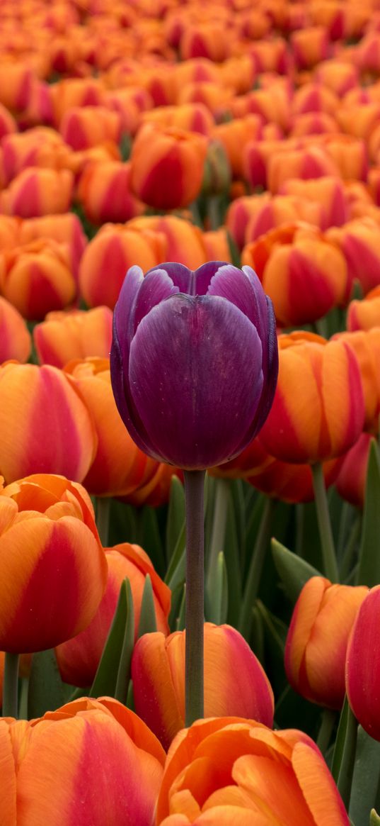 tulips, flower bed, contrast, flowers, orange, purple