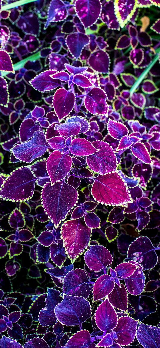 leaves, purple, pink, carved, plant