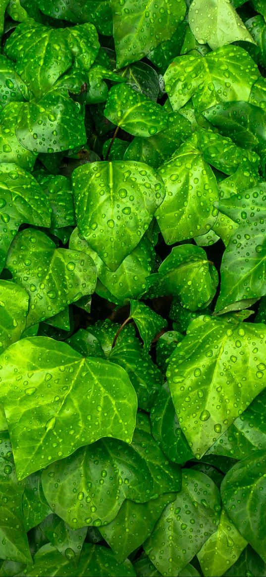 ivy, leaves, drops, green, plant