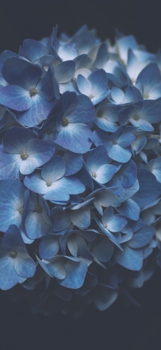 hydrangea, blue, macro, inflorescence