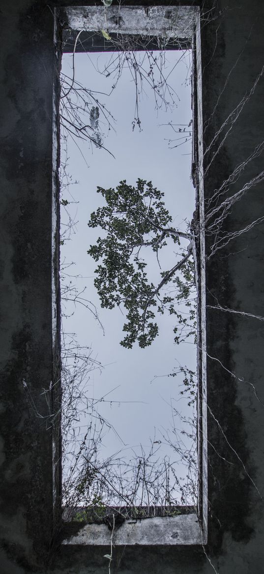 tree, gloomy, sky, grass, inspiration, ruins, view from below