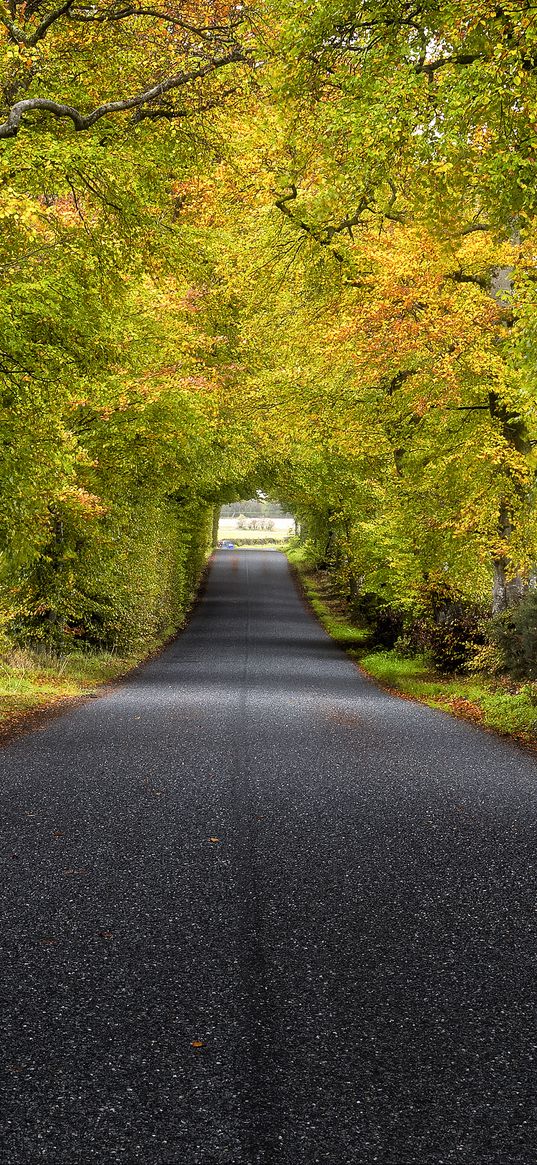 trees, road, autumn, scotland