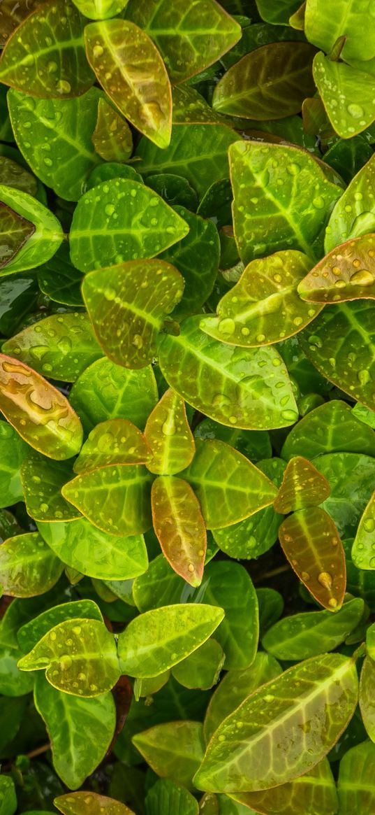 lianas, leaves, drops, green