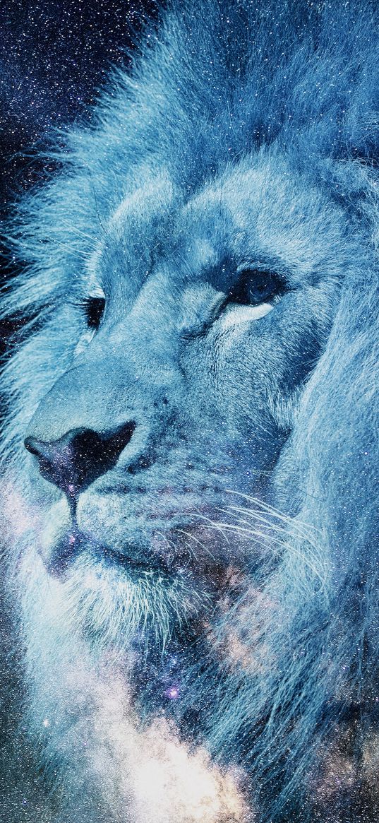 lion, muzzle, starry sky, stars, photoshop, king of beasts, predator