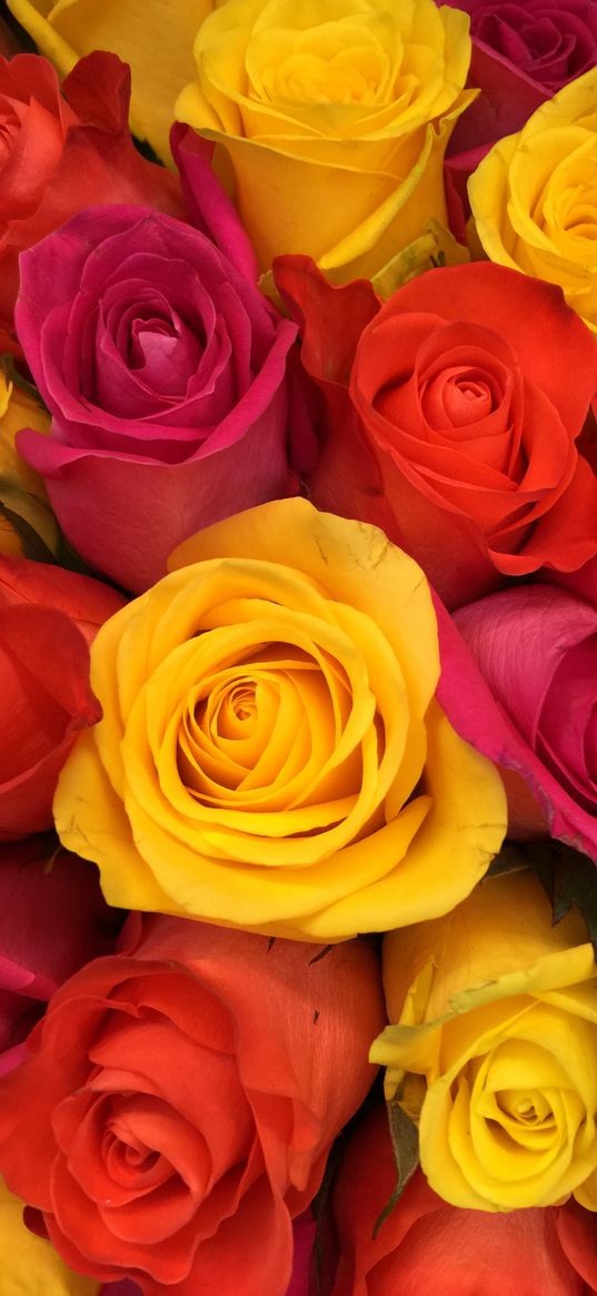 roses, bouquet, buds, red, yellow, pink, composition, floristics